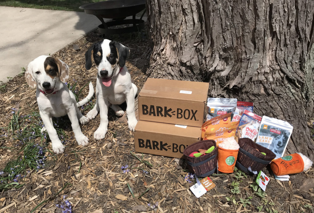 bark box xl dumpling