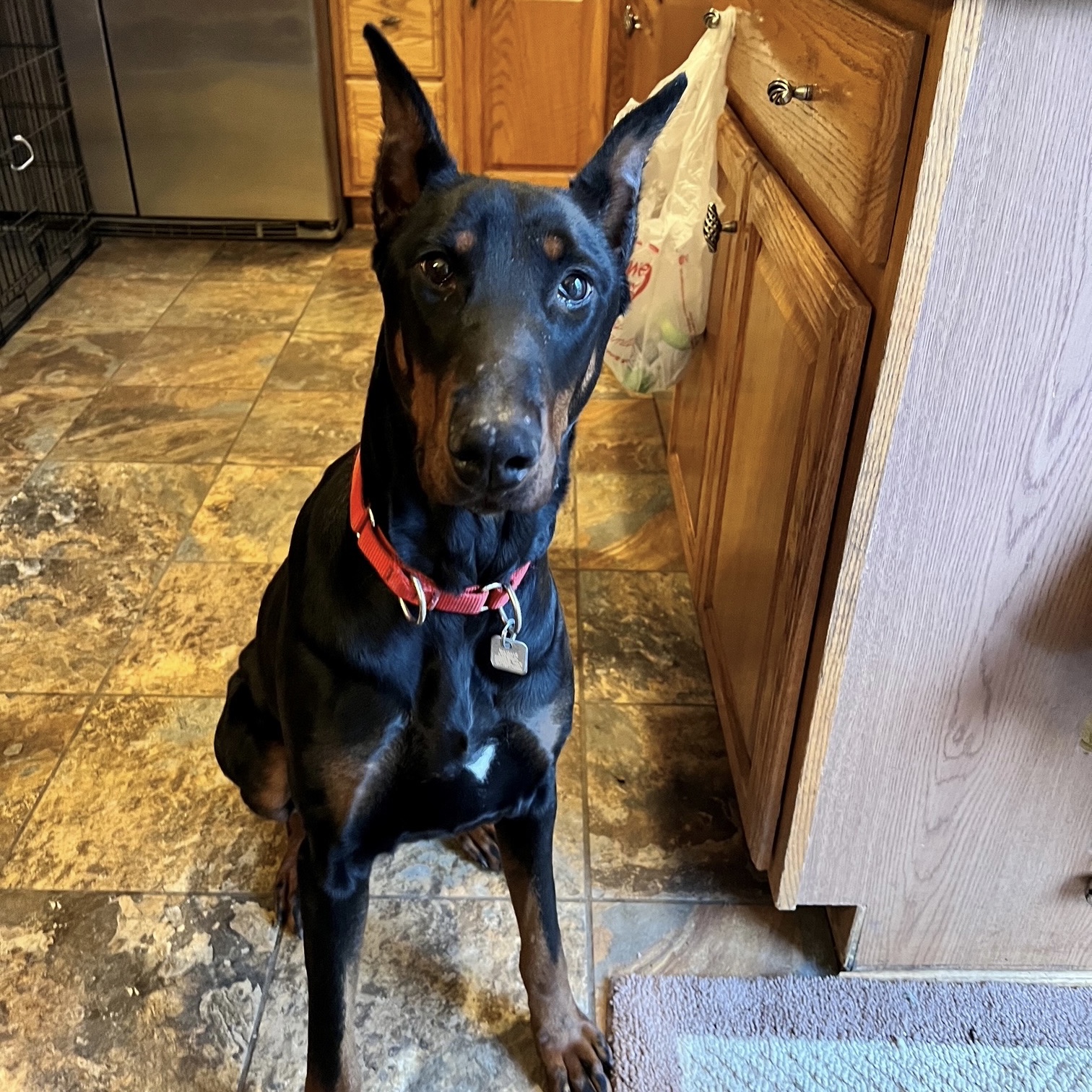 Illinois Doberman Rescue Plus - Calling all Chicago Bears fans! We had a  last minute private donation of United Club seats. Spectacular views of the  field from Section 313, row 6, seats