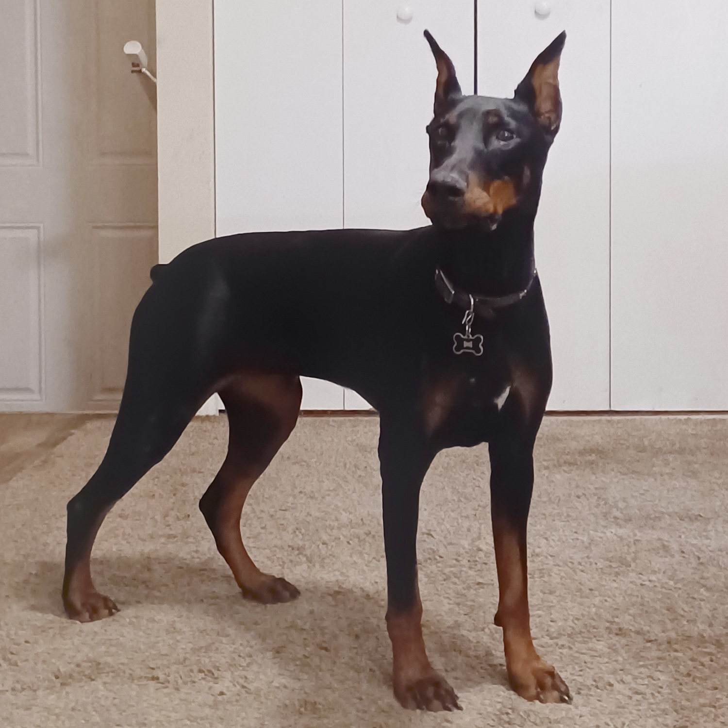 Females – Illinois Doberman Rescue Plus