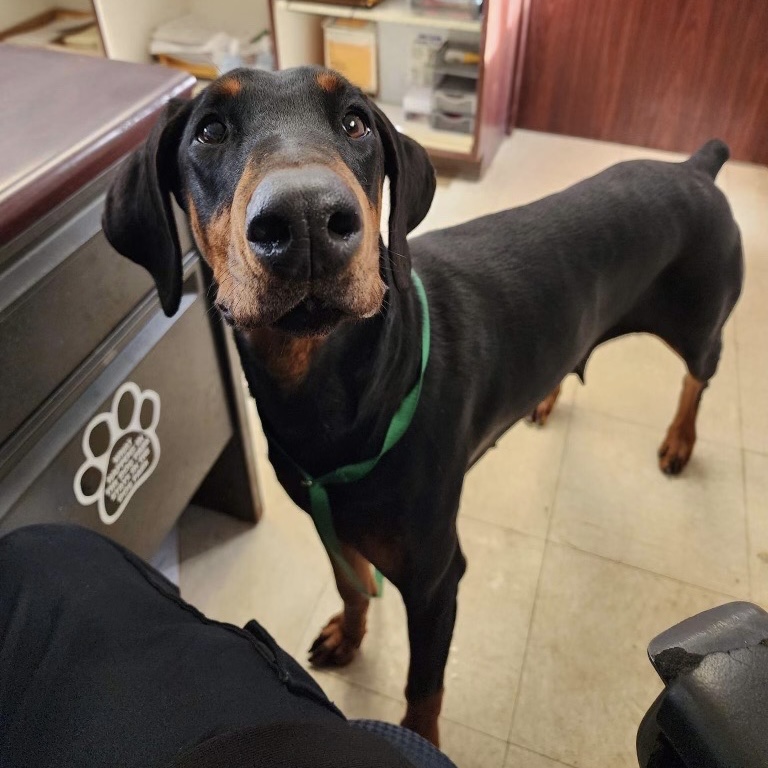 Females – Illinois Doberman Rescue Plus