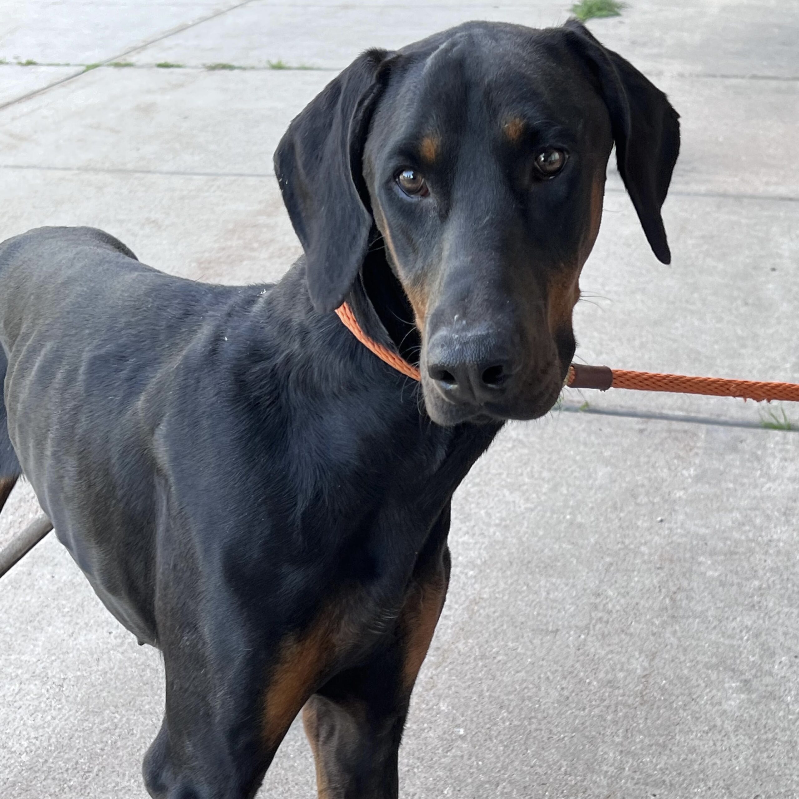 Illinois Doberman Rescue Plus - Calling all Chicago Bears fans! We